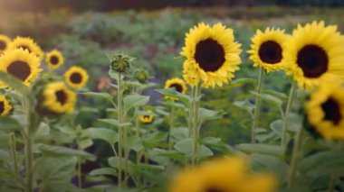 Tarım işi. Ayçiçeği tarlalarının üzerinde uçuyor..