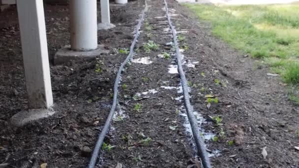 Sistema Irrigação Por Gotejamento Trabalhadores Agrícolas Agricultura Biológica Agrícola Fazenda — Vídeo de Stock