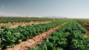 Tarım. Hasat. Yiyecek endüstrisi. Tarım işi. Hasat, tarım arazisi ekimi. Genç soğan. yeşiller
