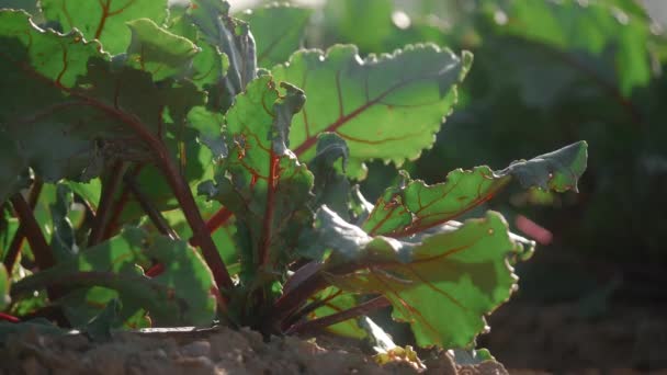 Mezőgazdaság Betakarítás Élelmiszeripar Mezőgazdasági Munka Szüretelés Földművelés Fiatal Hagyma Zöldségek — Stock videók