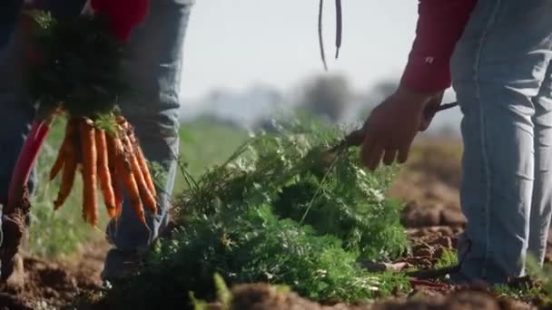 Landwirtschaft Landwirtschaft Ernte Nahrungsmittelindustrie Landwirtschaftliche Arbeit Ernte Ackerbau Junge Möhren — Stockvideo