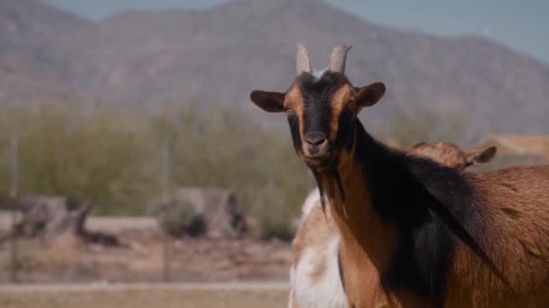 農場でヤギ 牧場での家畜飼育 ペットの散歩 牧場の家畜 — ストック動画