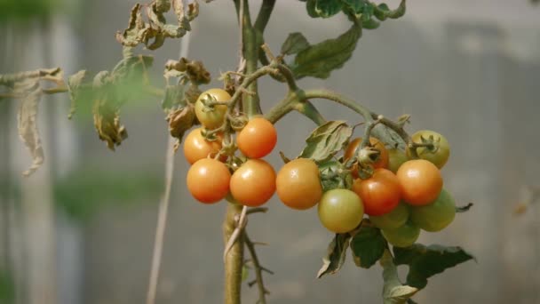 Rajče Zelenina Farmaření Zemědělství Sklizeň Potravinářský Průmysl Zemědělské Práce Sklízení — Stock video