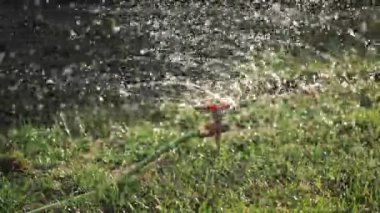 Bahçeyi suluyorum. Tarım işi. Hasat, tarım arazisi..