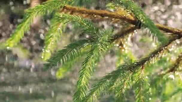 Fuerte Lluvia Aguacero Abeto Verde Árboles Verano Forestación Bosque Ramas — Vídeos de Stock