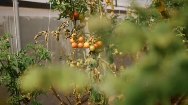 Domates Sebze Çiftçilik Ziraat Hasat Yiyecek Endüstrisi Tarım Işi Hasat — Stok video