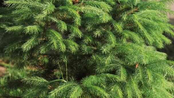 Grüne Fichte Bäume Sommer Aufforstung Wald Frische Junge Grüne Fichtenzweige — Stockvideo