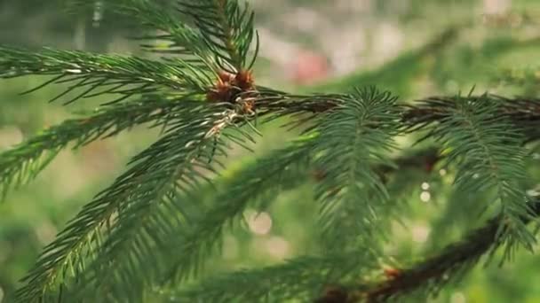Starkregen Platzregen Grüne Fichte Bäume Sommer Aufforstung Wald Frische Junge — Stockvideo