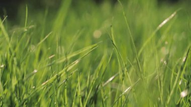 Yeşil bir çimenlikteki böcek. Gün batımında yeşil çimen.