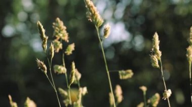 Rüzgarda sallanan çim kulakları