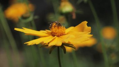 Bir arı sarı bir çiçek pollinates.