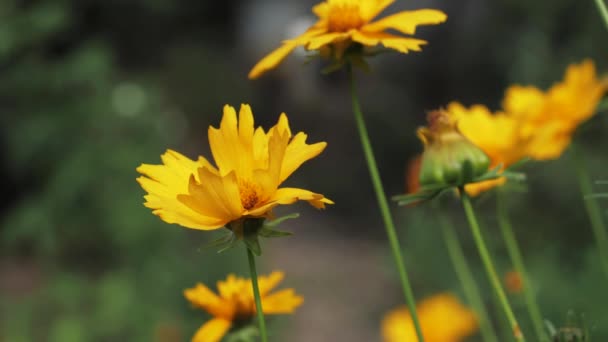 Żółty Dziki Kwiat Kołysze Się Wietrze — Wideo stockowe