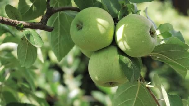 Pommes Vertes Sur Une Branche Arbre Gros Plan Verger Pommes — Video