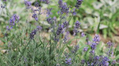 Bal arısı lavanta çiçeklerini döller. Yazın açan bahçe.