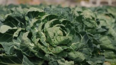 Green cabbage leaves in the vegetable garden.