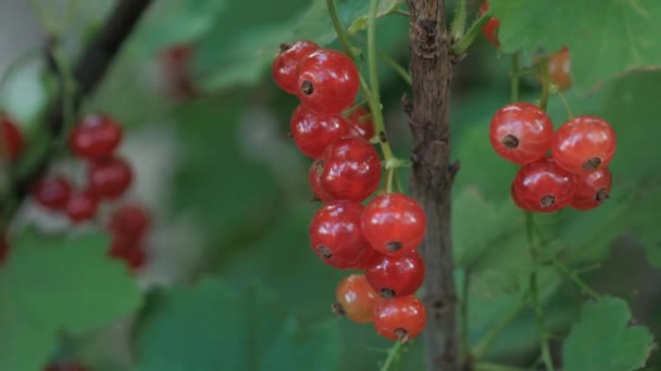 Bacche Ribes Rosso Ramo Cespuglio — Video Stock