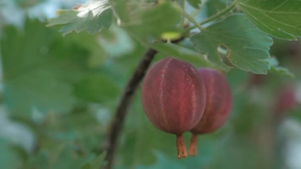 Gooseberry Berries Bush Branch Harvest Berries Garden Gardening — Stok video