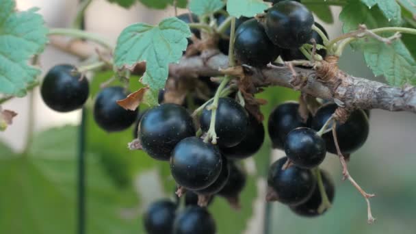 Blackcurrant Berries Bush Branch — Stock video