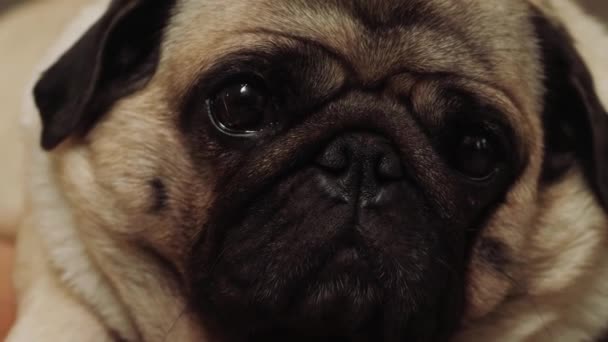 Petit Bouledogue Français Mignon Chiot Devant Caméra — Video