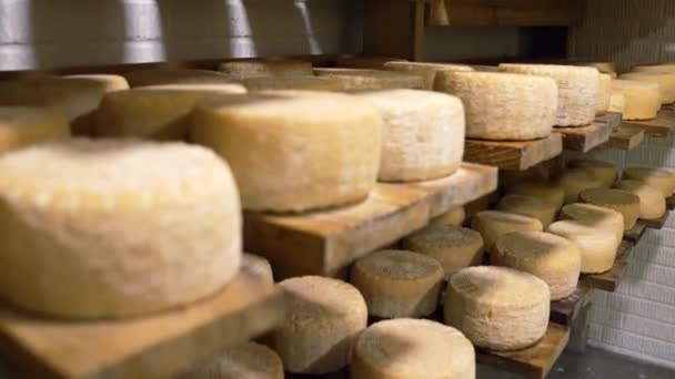 Cheese Dairy Heads Cheese Dairy Plant Food Processing Home Business — Video Stock