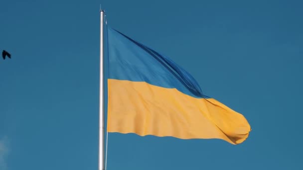 Ιπτάμενα Πτηνά Στο Βάθος Της Ουκρανικής Σημαίας — Αρχείο Βίντεο