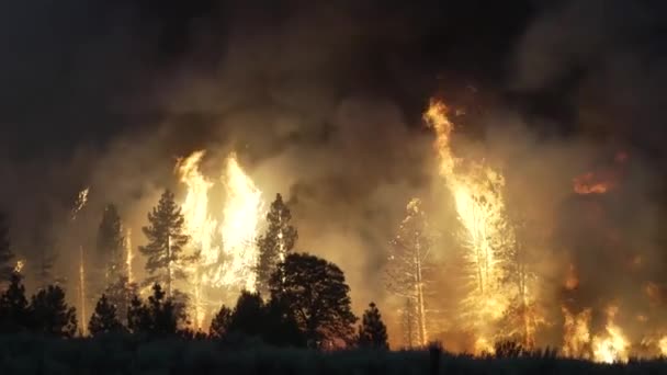 Bos Het Vuur Wildvuur Roken Klimaatverandering Ecologie Aarde Milieuvraagstukken — Stockvideo