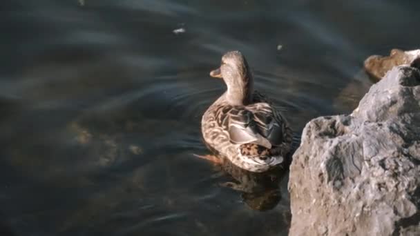 Ente Schwimmt Stadtpark Enten Teich — Stockvideo