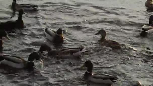 Kachna Plave Městském Parku Kachny Rybníku — Stock video