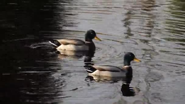 鸭子在城市公园里游泳 鸭子在池塘里 — 图库视频影像