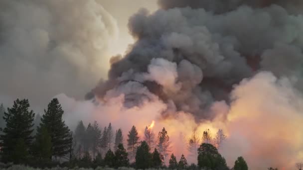Erdőben Tűzben Futótüzet Szívok Éghajlatváltozás Ökológia Föld Környezetvédelmi Kérdések — Stock videók