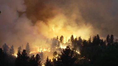 Ateşteki Orman. Vahşi ateş tütüyor. İklim değişikliği, ekoloji, dünya. Çevre sorunları.