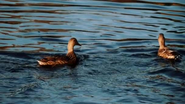 Duck Swims City Park Ducks Pond — Stock Video