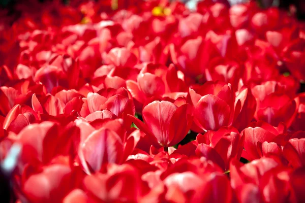 Feld der roten Tulpen — Stockfoto