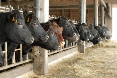 bir açık cowshed bir satırda inekler