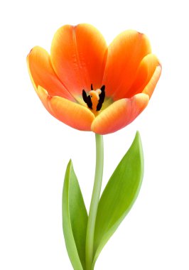 Fully blossomed tulip clipart
