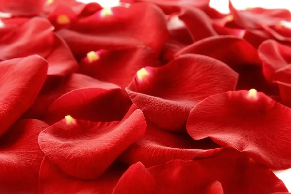 Rose petals covering the frame — Stock Photo, Image