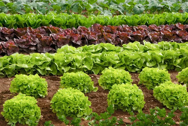 Filas de lechuga en un campo — Foto de Stock