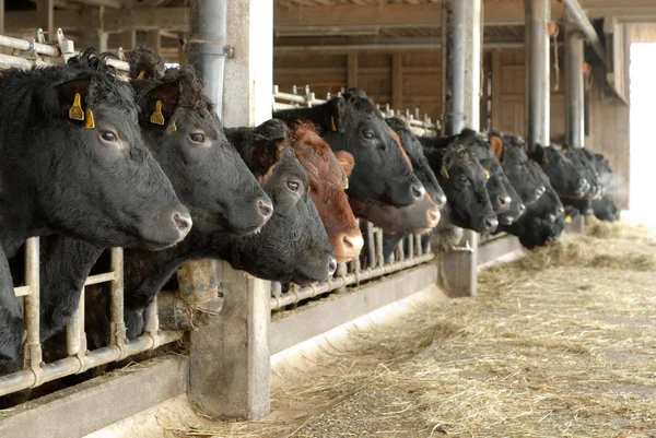 Bir açık cowshed bir satırda inekler — Stok fotoğraf