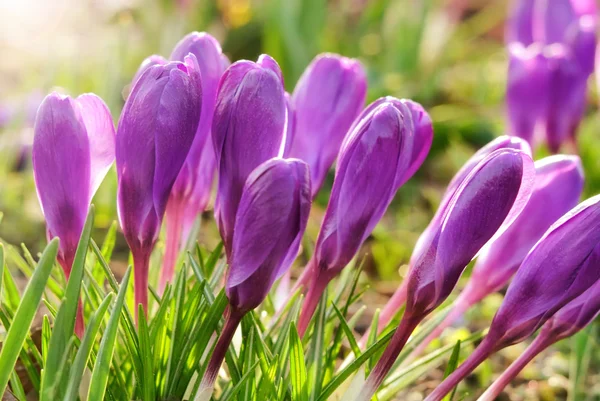 Groupe de crocus violets en plein air — Photo