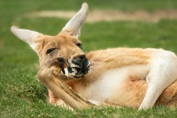 Kangaroo poserar väldigt mycket som en människa — Stockfoto