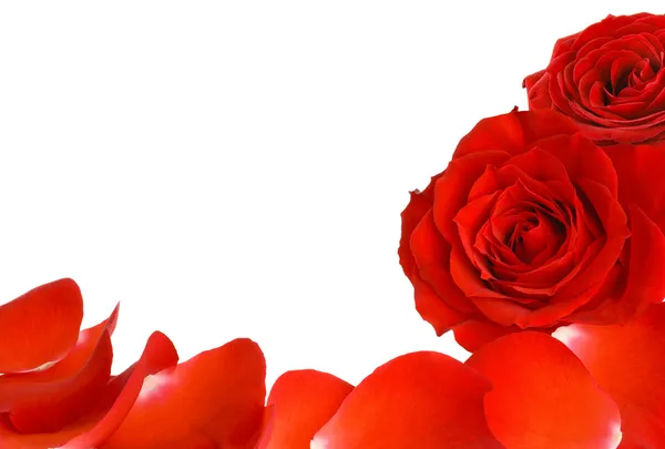 Rode rozen en bloemblaadjes rand — Stockfoto