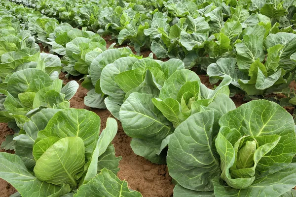 Las filas de la col en el campo —  Fotos de Stock