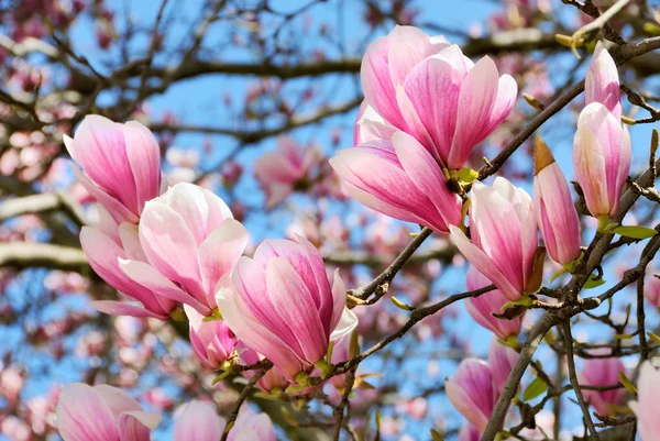 Magnolia άνθη στο ωραίο whather — Φωτογραφία Αρχείου