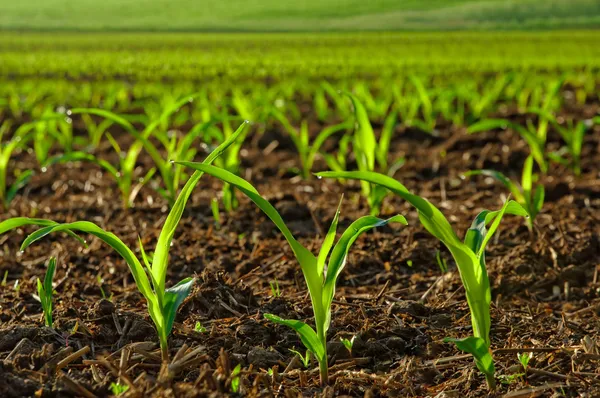 Sonnenbeschienene junge Maispflanzen — Stockfoto