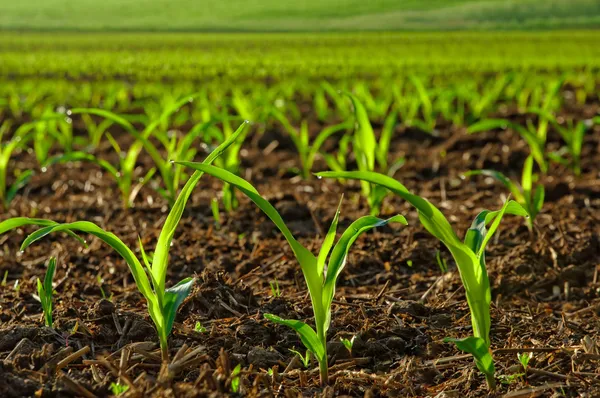 Plantas de maíz jóvenes iluminadas — Foto de Stock