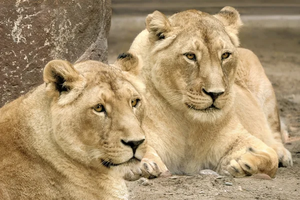 Två lejon, både i skarp fokus — Stockfoto