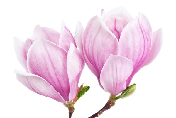 Two magnolia blossoms isolated on white — Stock Photo, Image