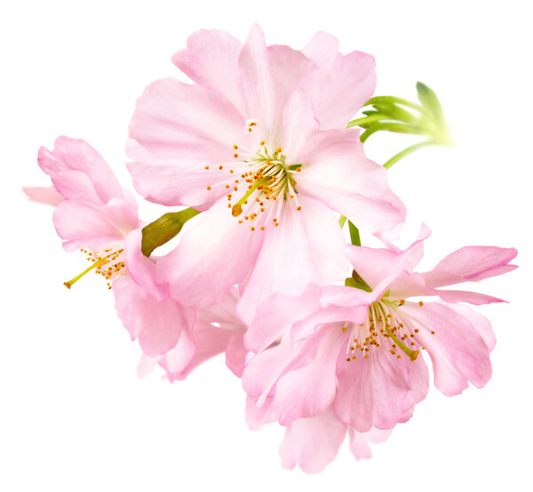 Cherry blossoms isolated on white