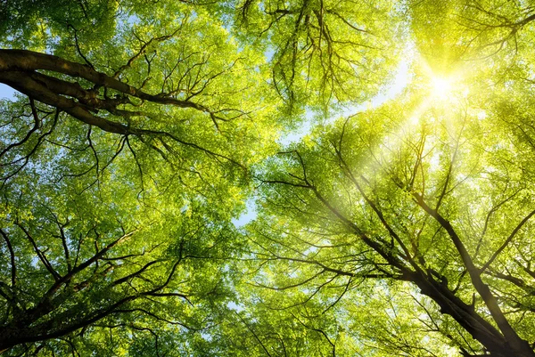 Sole che splende tra le cime degli alberi — Foto Stock