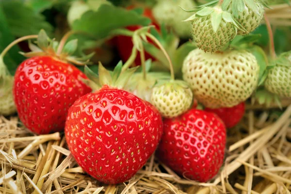 Strawberries growing — Stock Photo, Image